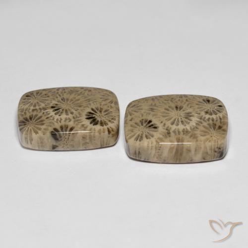 Fossil Coral Gemstones in 16.9 x 13.4 mm Size for Sale, Fossil Coral Stones in Multicolor Color