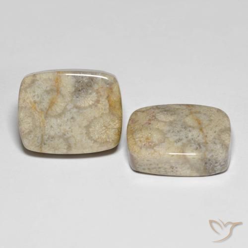 31.90 ctw Multicolor Fossil Coral Stones, Natural Fossil Coral in Cushion Cabochon Shape for Sale