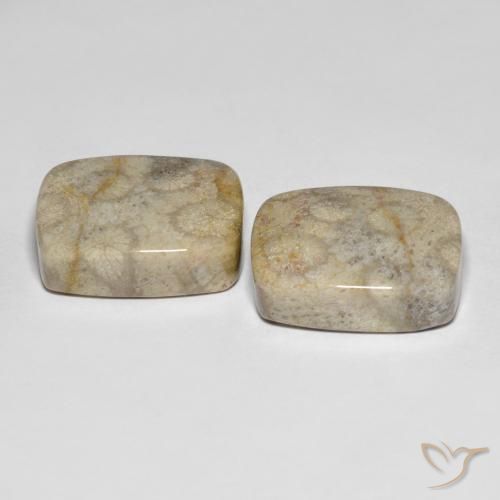 Fossil Coral Gemstones in 17.7 x 14.2 mm Size for Sale, Fossil Coral Stones in Multicolor Color