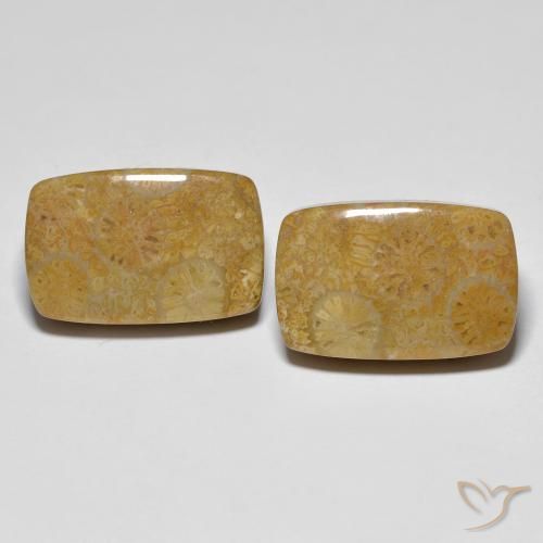24.91 ct Cushion Fossil Coral, 17.6 x 11.4 mm From Indonesia, Photo A