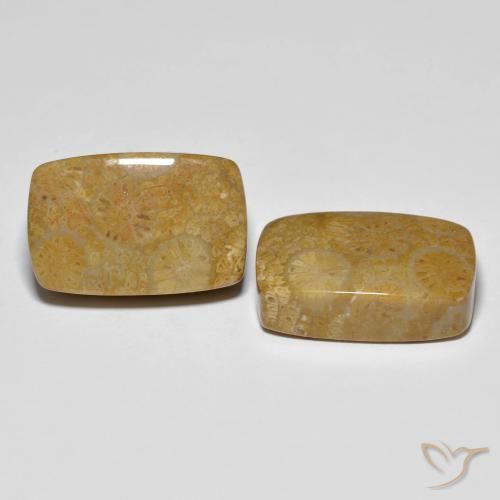 24.91 ctw Multicolor Fossil Coral Stones, Natural Fossil Coral in Cushion Cabochon Shape for Sale
