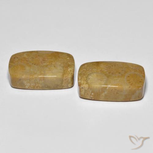 Fossil Coral Gemstones in 17.6 x 11.4 mm Size for Sale, Fossil Coral Stones in Multicolor Color