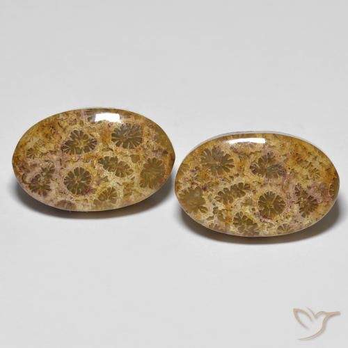 20.85 ct Oval Fossil Coral, 18.8 x 11.8 mm From Indonesia, Photo A