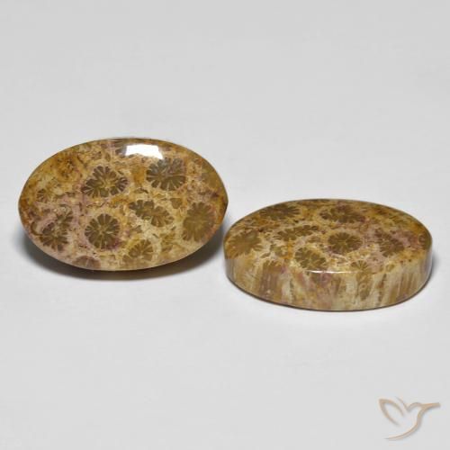 20.85 ctw Multicolor Fossil Coral Stones, Natural Fossil Coral in Oval Cabochon Shape for Sale