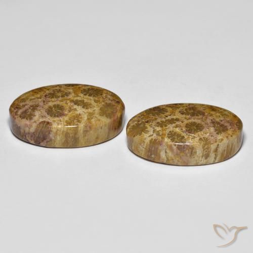 Fossil Coral Gemstones in 18.8 x 11.8 mm Size for Sale, Fossil Coral Stones in Multicolor Color