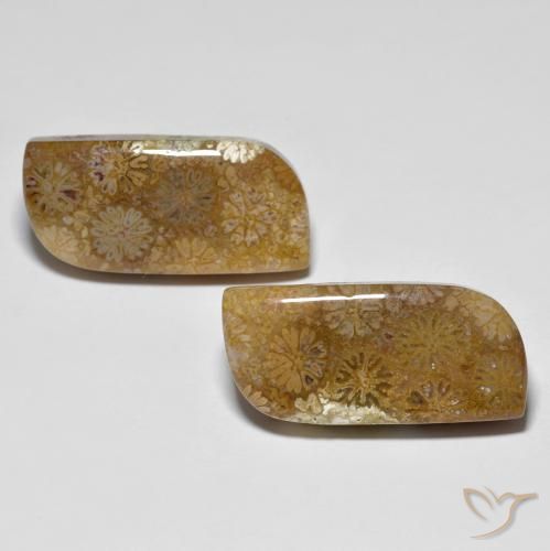 28.81 ct Multicolor Fossil Coral, 22.4 x 10.5 mm Odd Shaped From Indonesia, Photo A