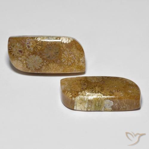 28.81 ctw Multicolor Fossil Coral Stones, Natural Fossil Coral in Fancy Cabochon Shape for Sale