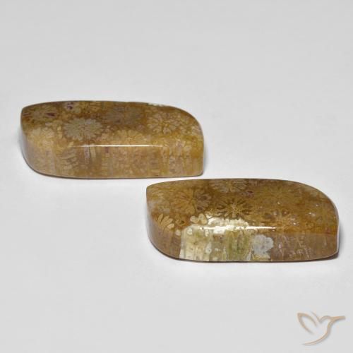 Fossil Coral Gemstones in 22.4 x 10.5 mm Size for Sale, Fossil Coral Stones in Multicolor Color
