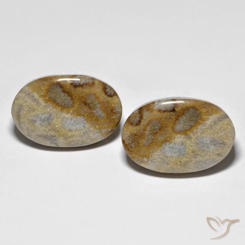 27.60ctw Natural Multicolor Fossil Coral, Oval, Opaque