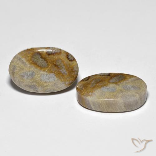 27.60 ctw Multicolor Fossil Coral Stones, Natural Fossil Coral in Oval Cabochon Shape for Sale