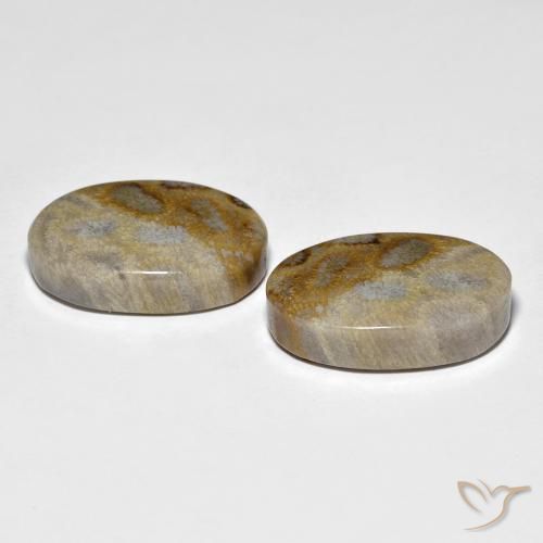 Fossil Coral Gemstones in 20.2 x 13.3 mm Size for Sale, Fossil Coral Stones in Multicolor Color