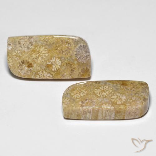 29.71 ctw Multicolor Fossil Coral Stones, Natural Fossil Coral in Fancy Cabochon Shape for Sale