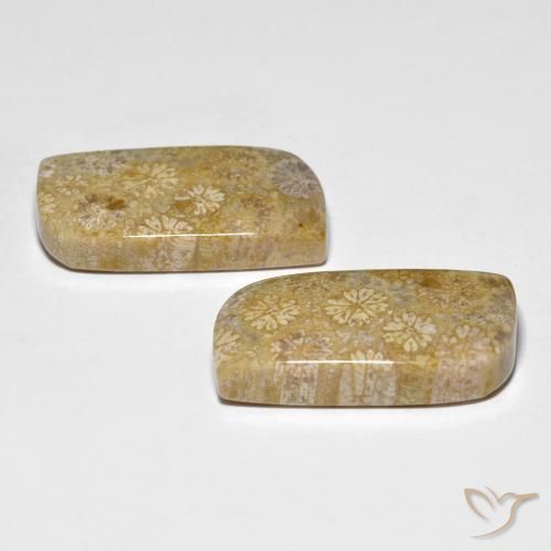 Fossil Coral Gemstones in 22.9 x 11.8 mm Size for Sale, Fossil Coral Stones in Multicolor Color