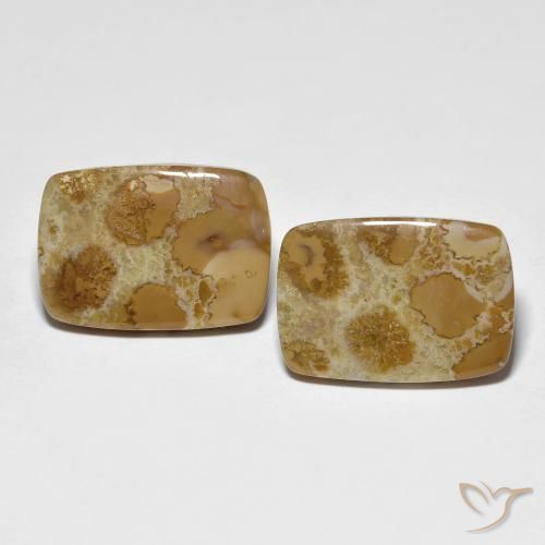 16.39ctw Natural Multicolor Fossil Coral, Cushion, Opaque