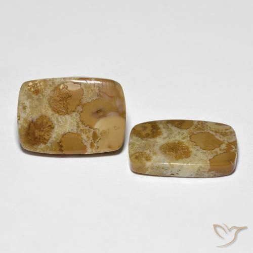 16.39 ctw Multicolor Fossil Coral Stones, Natural Fossil Coral in Cushion Cabochon Shape for Sale