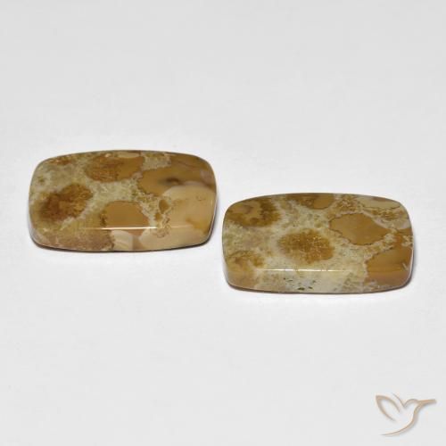 Fossil Coral Gemstones in 18 x 13 mm (calibrated) Size for Sale, Fossil Coral Stones in Multicolor Color