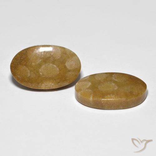 21.21 ctw Multicolor Fossil Coral Stones, Natural Fossil Coral in Oval Cabochon Shape for Sale