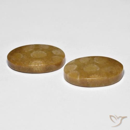 Fossil Coral Gemstones in 20.1 x 12.5 mm Size for Sale, Fossil Coral Stones in Multicolor Color