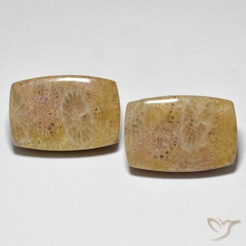30.78ctw Natural Multicolor Fossil Coral, Cushion, Opaque