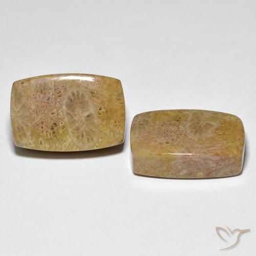 30.78 ctw Multicolor Fossil Coral Stones, Natural Fossil Coral in Cushion Cabochon Shape for Sale