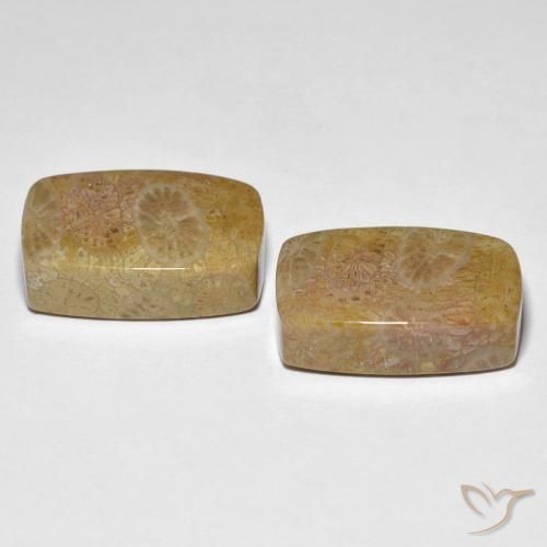 Fossil Coral Gemstones in 18 x 13 mm (calibrated) Size for Sale, Fossil Coral Stones in Multicolor Color