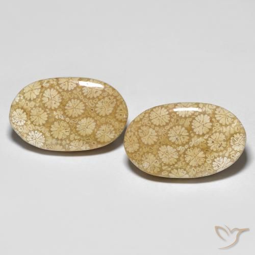 26.24ctw Natural Multicolor Fossil Coral, Oval, Opaque