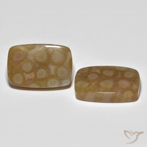 36.22 ctw Multicolor Fossil Coral Stones, Natural Fossil Coral in Cushion Cabochon Shape for Sale