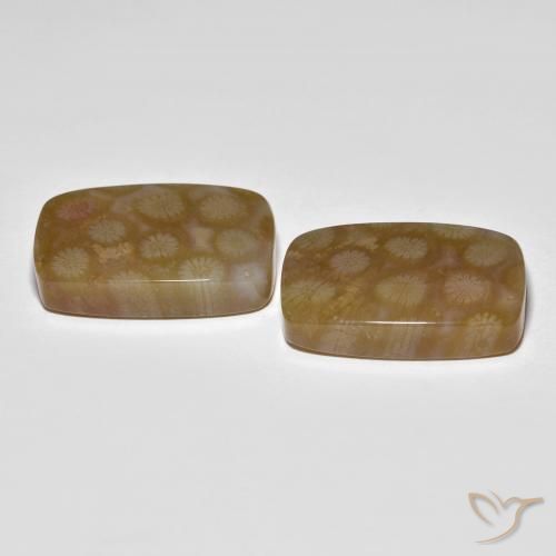 Fossil Coral Gemstones in 21.7 x 14.6 mm Size for Sale, Fossil Coral Stones in Multicolor Color