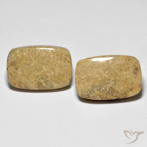 23.12ctw Natural Multicolor Fossil Coral, Cushion, Opaque