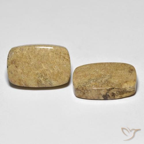 23.12 ctw Multicolor Fossil Coral Stones, Natural Fossil Coral in Cushion Cabochon Shape for Sale