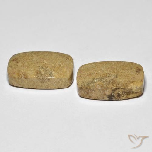 Fossil Coral Gemstones in 18.4 x 12.2 mm Size for Sale, Fossil Coral Stones in Multicolor Color