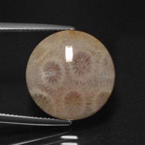 12.45 ct Multicolor Jasper Stone, Natural Jasper in Round Cabochon Shape for Sale