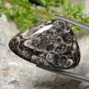 25.56 ct Multicolor Jasper Gemstone, Jasper Gem in Trillion Cabochon Shape for Sale.