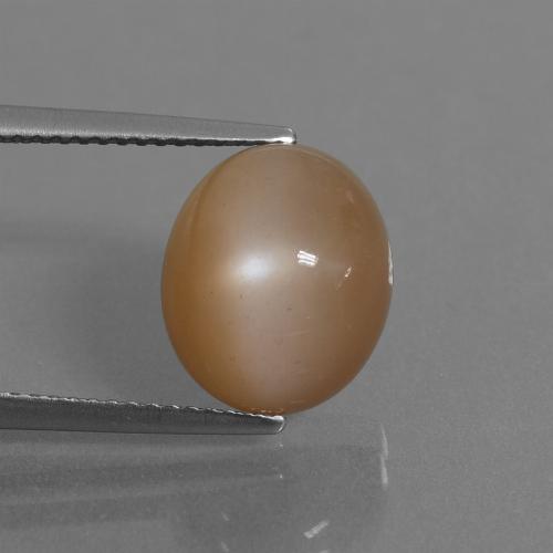Peanut Brown Moonstone Gem - 6.3ct Oval Cabochon (ID: 445959)