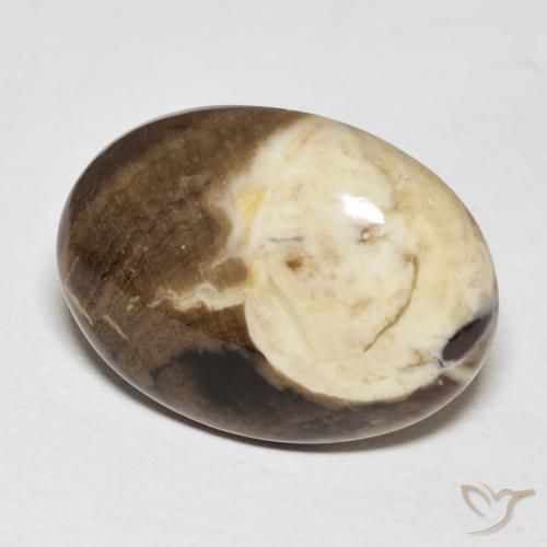 20.56 ct Multicolor Peanut Wood Stone, Natural Peanut Wood in Oval Cabochon Shape for Sale