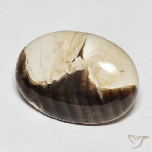15.62 ct Multicolor Peanut Wood Stone, Natural Peanut Wood in Oval Cabochon Shape for Sale