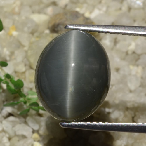 Dark Grey Quartz Cat's Eye Gem - 7.9ct Oval Cabochon (ID: 471833)