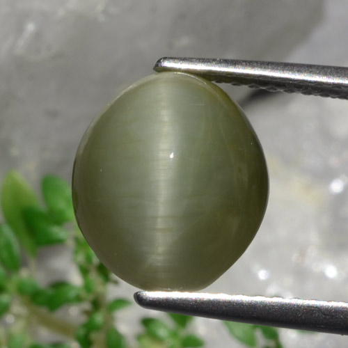 Deep Green Quartz Cat's Eye Gem - 5.6ct Oval Cabochon (ID: 472393)