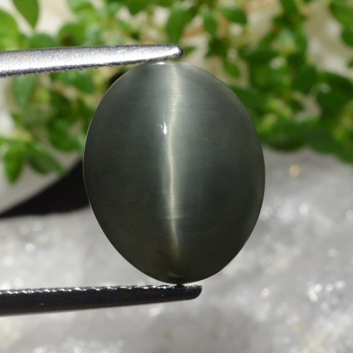 Greenish Grey Quarz-Katzenauge Edelstein - 7.2ct Oval Cabochon (ID: 472528)
