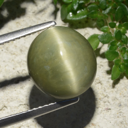 Warm Green Quartz Cat's Eye Gem - 6.2ct Oval Cabochon (ID: 479818)