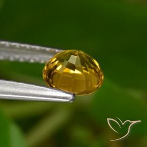 Sapphire Gemstone in 5 mm (calibrated) Size for Sale, Sapphire Stone in Dark Golden Color
