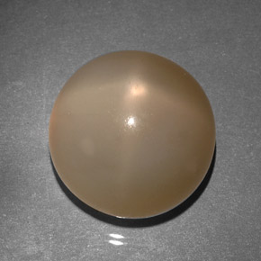 22.25 ct Orange Star Moonstone Gemstone, Star Moonstone Gem in Round Cabochon Shape for Sale.