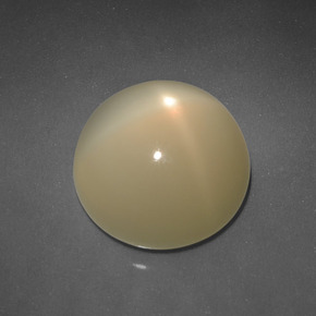 Light Yellow Star Moonstone Gem - 6.8ct Round Cabochon (ID: 418242)