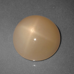 Cantaloupe Orange Star Moonstone Gem - 5.7ct Round Cabochon (ID: 419146)