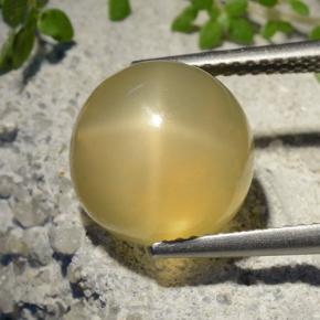 Medium Yellow Star Moonstone Gem - 7.3ct Round Cabochon (ID: 497321)