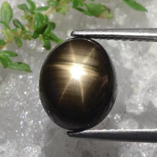 Nero Zaffiro stellato Gem - 5.5ct Ovale cabochon (ID: 470222)