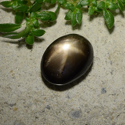 Schwarz Sternsaphir Edelstein - 2.5ct Oval Cabochon (ID: 487943)