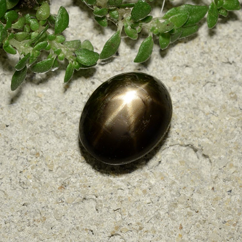 Nero Zaffiro stellato Gem - 2.2ct Ovale cabochon (ID: 488648)