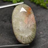 thumb image of 11.8ct Oval Cabochon Multicolor Coral (ID: 494699)
