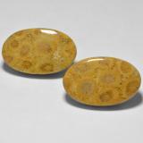 thumb image of 13.7ct Oval Cabochon Multicolor Coral (ID: 564690)